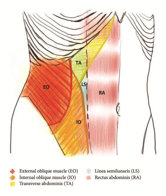bmri8284363-fig-0002-m.jpg